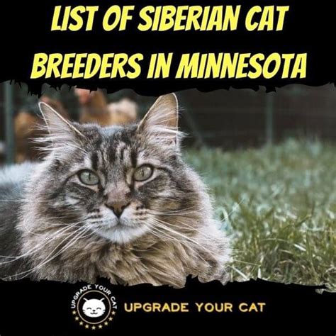 siberian cat breeders mn